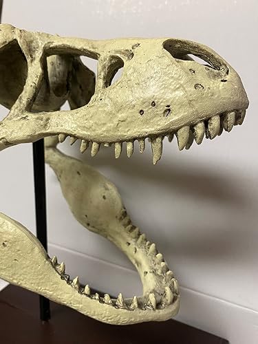 Amazon.co.jp: ジュラシックワールドティラノサウルスレックススカル